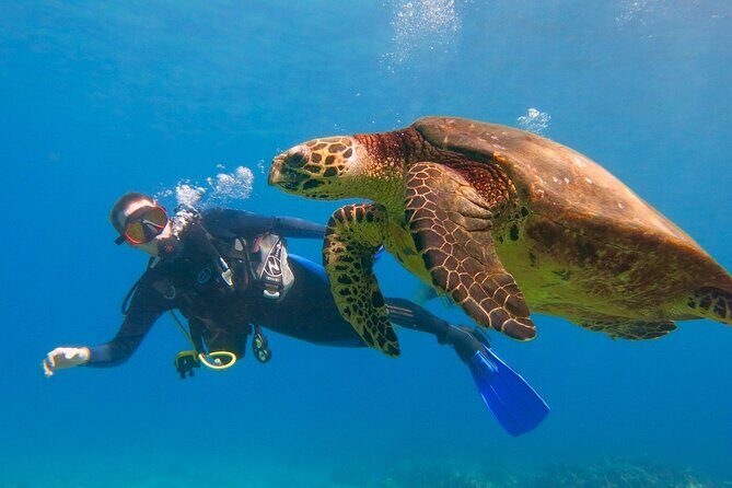 Beginner Scuba Dive in Lahaina: Swimming Required - Key Points