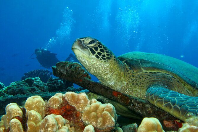 Beginner Scuba Dive in Lahaina: Swimming Required - Who Will Love This Experience?