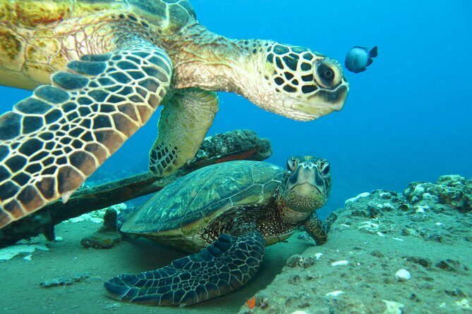 Beginner Scuba Dive in Lahaina: Swimming Required - FAQ