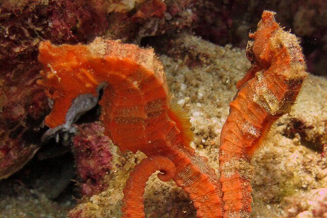 Beginner Scuba Diving in Cabo San Lucas - What the Reviews Tell Us
