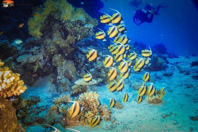 Beginners Scuba Diving Boat Trip With Equipment & lunch -Hurghada - Final Thoughts: Worth Your Time and Money?