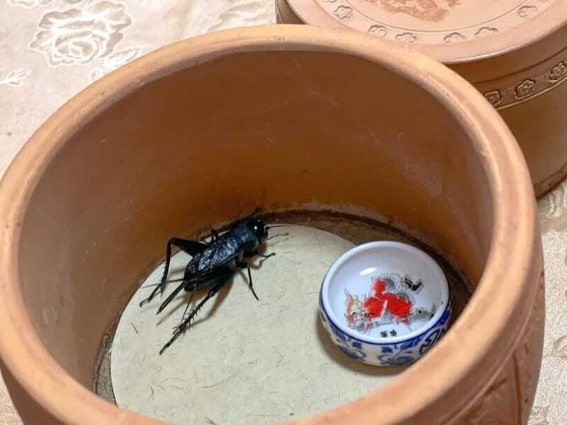 Beijing: Best Hutongs Cultural Tour for the Cricket Fights - Who Should Take This Tour?