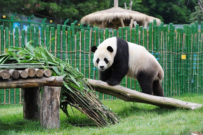Beijing Historical Tour II including Summer Palace, Lama Temple & Panda Garden - About the Experience