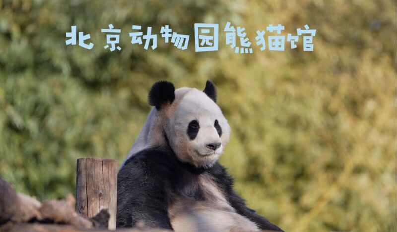 Beijing: Panda House Ticket (Zoo) October-limited Discount - Introduction