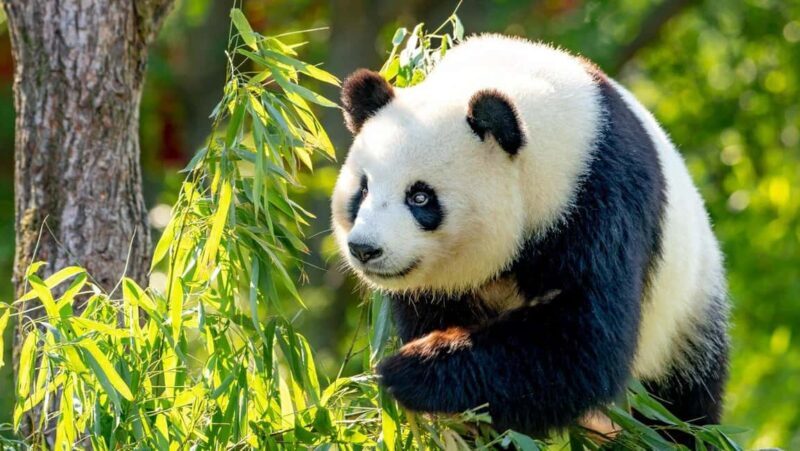 Beijing: Panda House Ticket (Zoo) October-limited Discount - Key Points