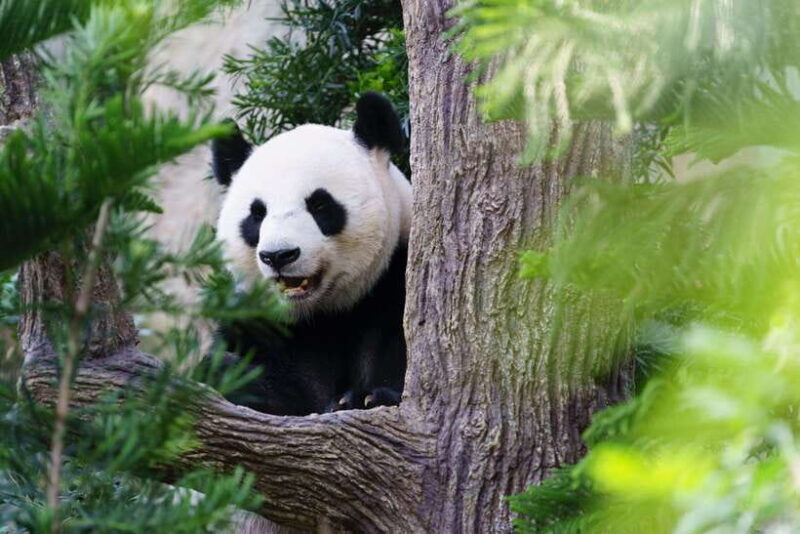 Beijing: Panda House Ticket (Zoo) October-limited Discount - The Value of the Experience