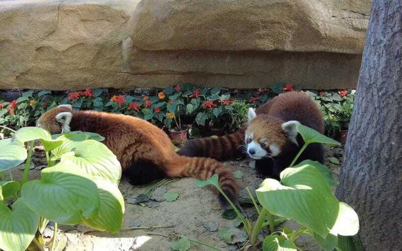 Beijing: Panda House Ticket (Zoo) October-limited Discount - FAQ