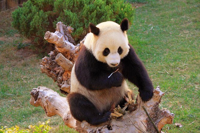 Beijing Private Tour to Temple of Heaven, Panda House and Summer Palace - Authentic Insights from Travelers
