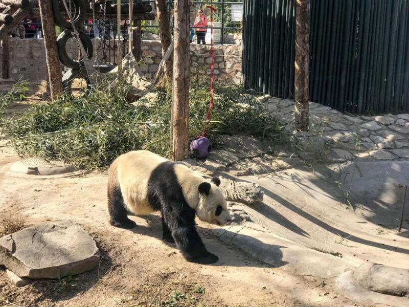 Beijing: Romantic Summer Palace Private Walking Tour - Exploring the Summer Palace: A Royal Garden of Enchantment