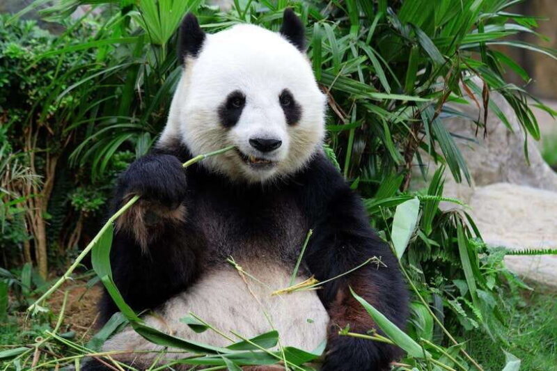 Beijing: Summer Palace and Panda House Guided Tour - A Closer Look at the Tour Experience