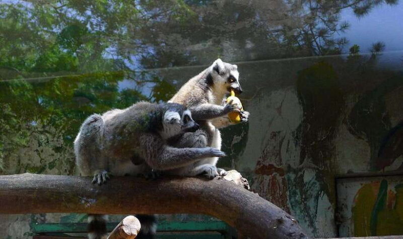 Beijing: The Beijing Zoo Entry Ticket with Pandas - In The Sum Up: Who Will Love This Experience?