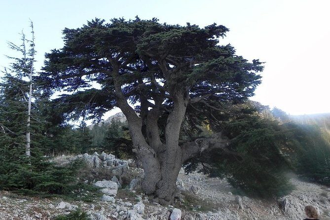 Beiteddine and Al-Chouf Cedar Reserve - Exploring Lebanon’s Hidden Gems: Beiteddine and Al-Chouf Cedar Reserve