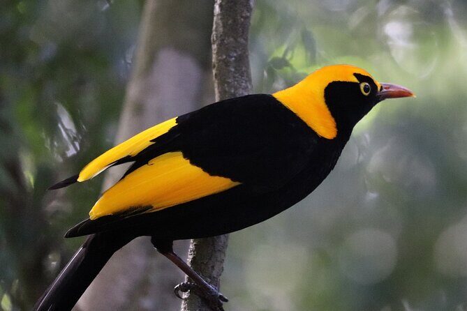 Bellthorpe Rainforest Private Tour - Key Points