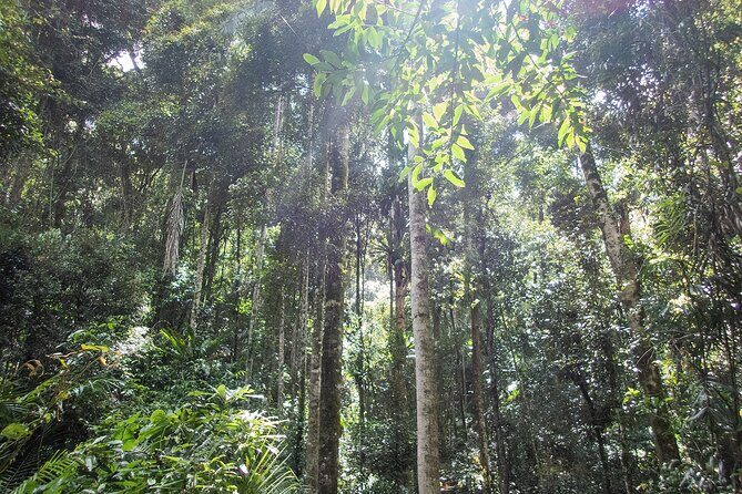 Bellthorpe Rainforest Private Tour - The Value of the Experience