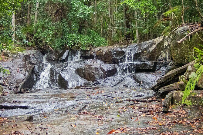 Bellthorpe Rainforest Private Tour - Authentic Experiences and Guest Praise