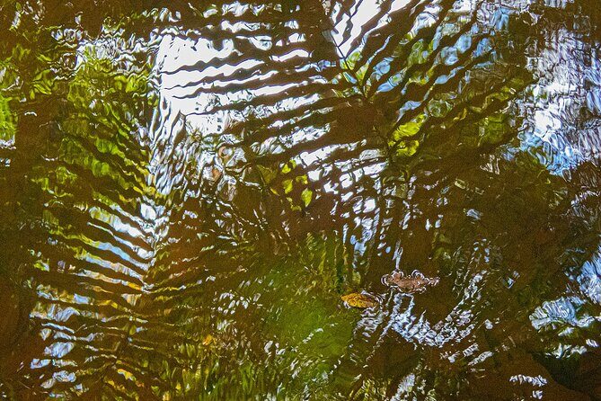 Bellthorpe Rainforest Private Tour - Who Would Love This Tour?