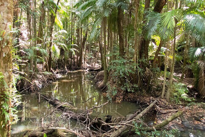 Bellthorpe Rainforest Private Tour - Final Thoughts