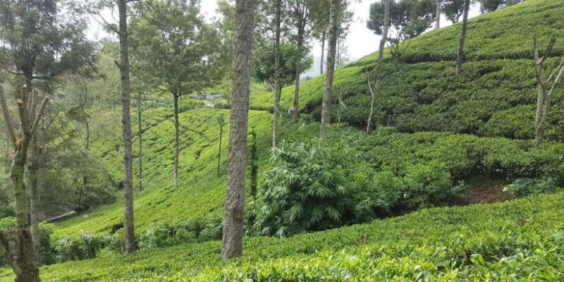 Bentota/Kalutara/Hikkaduwa: Day Trip to Ella Highlands - An In-Depth Look at the Itinerary