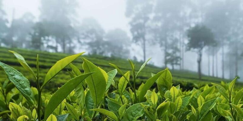 Bentota/Kalutara/Hikkaduwa: Day Trip to Ella Highlands - Final Thoughts