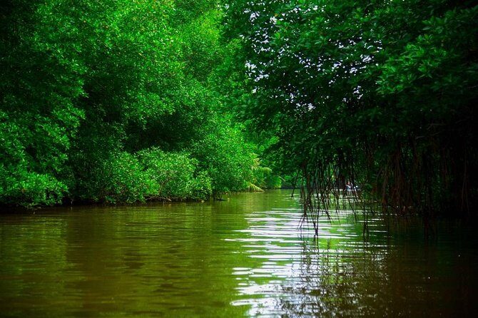 Bentota River Safari By BTM (Mangrove & Wildlife Encounter) - Who Will Love This Tour?