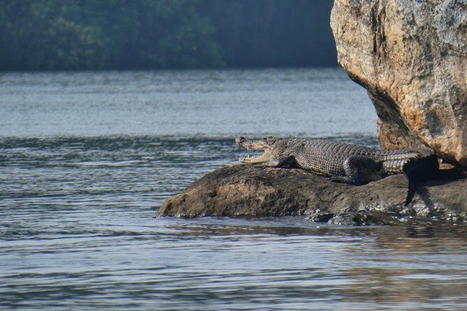 Bentota River Safari By BTM (Mangrove & Wildlife Encounter) - FAQ