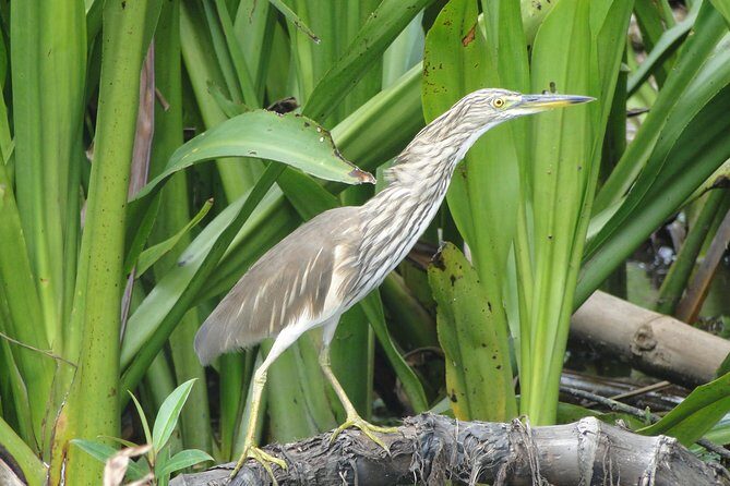 Bentota River Safari - Who Would Love This Tour?