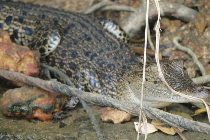 Bentota River Safari - FAQs