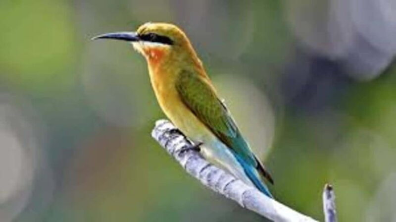 Bentota: River Safari with Hotel Pickup and Drop-Off - Evaluating Value: Is It Worth the Cost?
