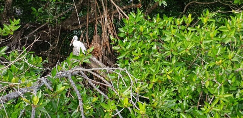 Bentota River Safari with Mangrove and Wildlife Encounter - Final Thoughts: Is It Worth It?