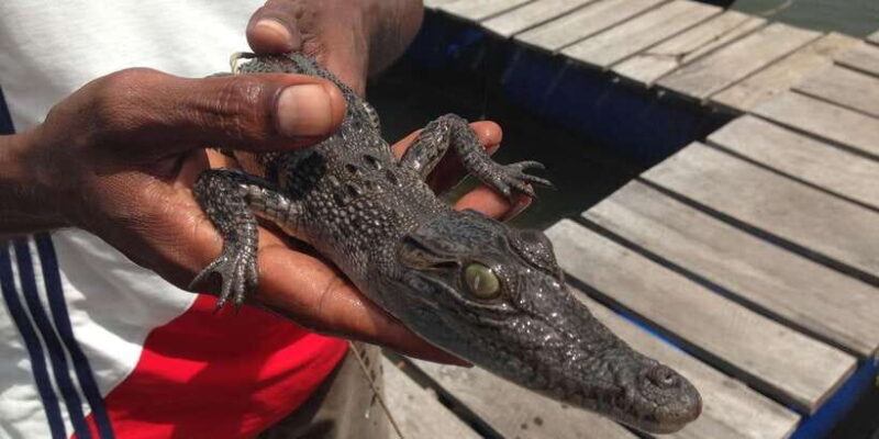 Bentota: swampboat Ride Through Mangrove Forest - An Introduction to the Experience