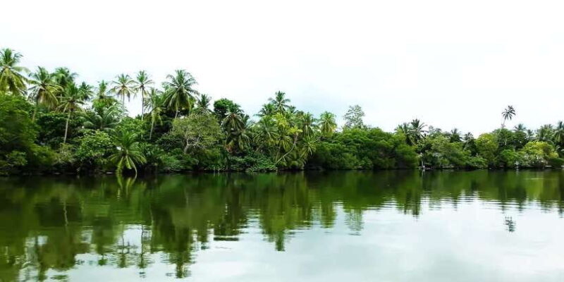 Bentota: swampboat Ride Through Mangrove Forest - Detailed Breakdown of the Itinerary