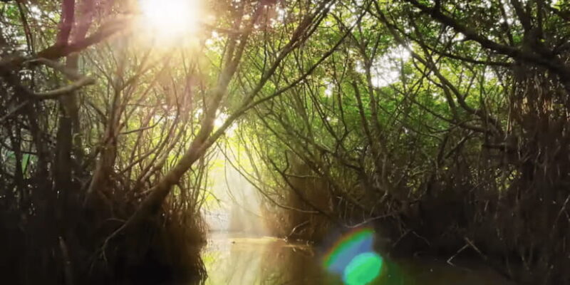 Bentota: swampboat Ride Through Mangrove Forest - Final Thoughts: Who Should Consider This Tour?