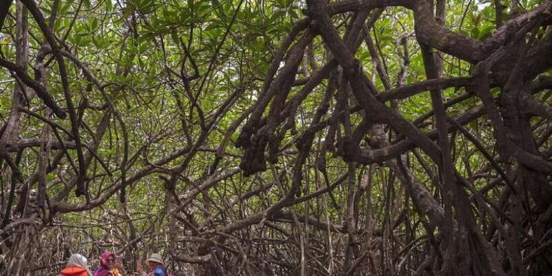 Bentota: swampboat Ride Through Mangrove Forest - FAQ