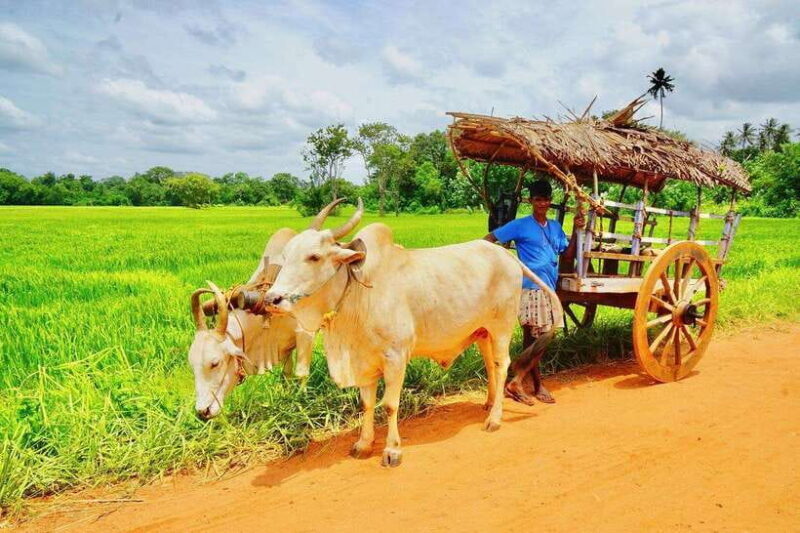Bentota Village tour, River Safari with Westcoast - Savoring Sri Lankan Flavors