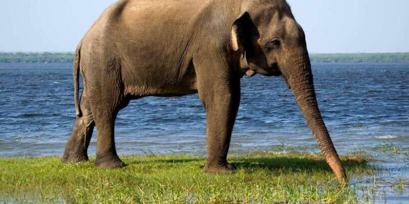 Bentota: Yala National Park Safari Jeep Tour in a 4x4 - A Practical Look at the Safari Adventure
