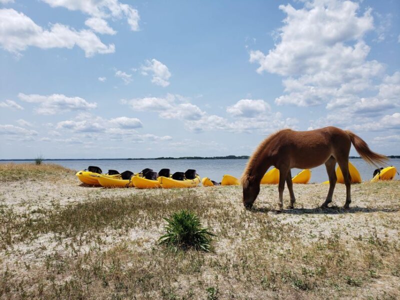 Berlin: Assateague Island Wildlife Discovery Kayak Tour - Exploring the Assateague Kayak Experience