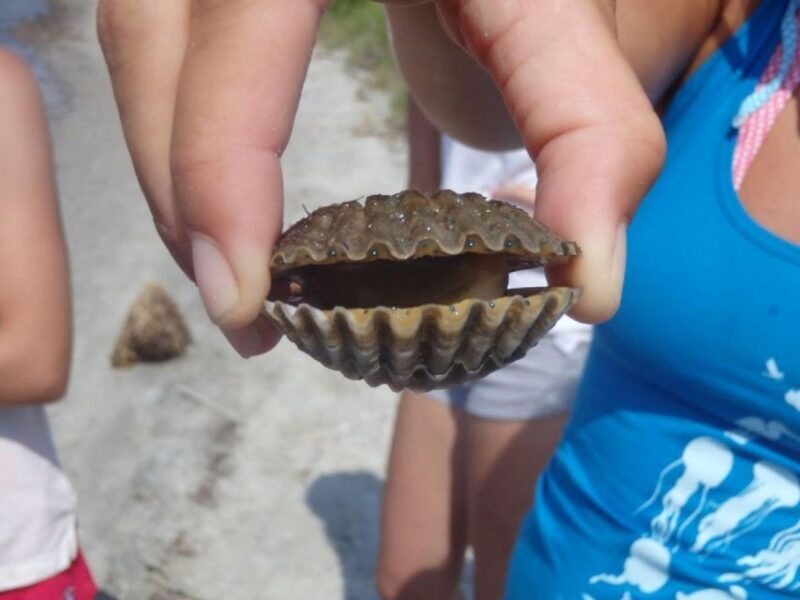 Berlin: Assateague Island Wildlife Discovery Kayak Tour - Wrapping Up: Is This Tour Worth It?