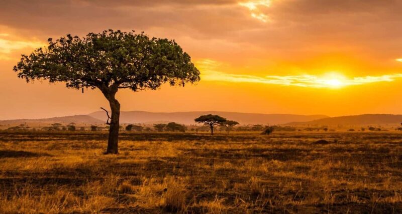 Best 3-Day Christmas Eve Safari to Tarangire and Serengeti - Key Points
