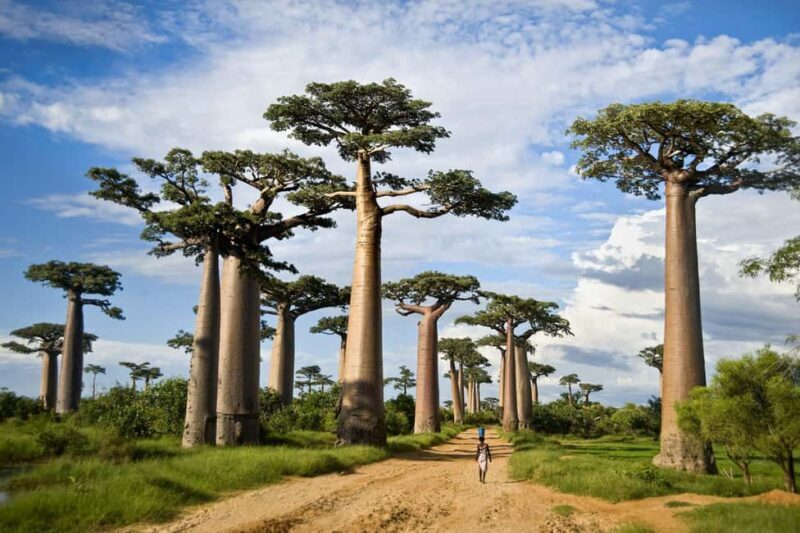 Best 3-Day Christmas Eve Safari to Tarangire and Serengeti - An In-Depth Look at the 3-Day Christmas Safari