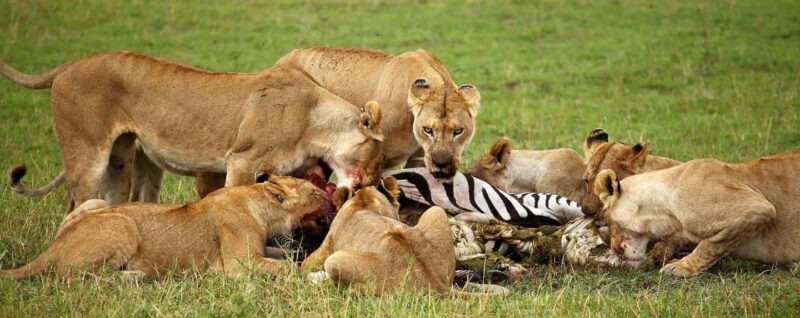 Best 3-Day Christmas Eve Safari to Tarangire and Serengeti - FAQ