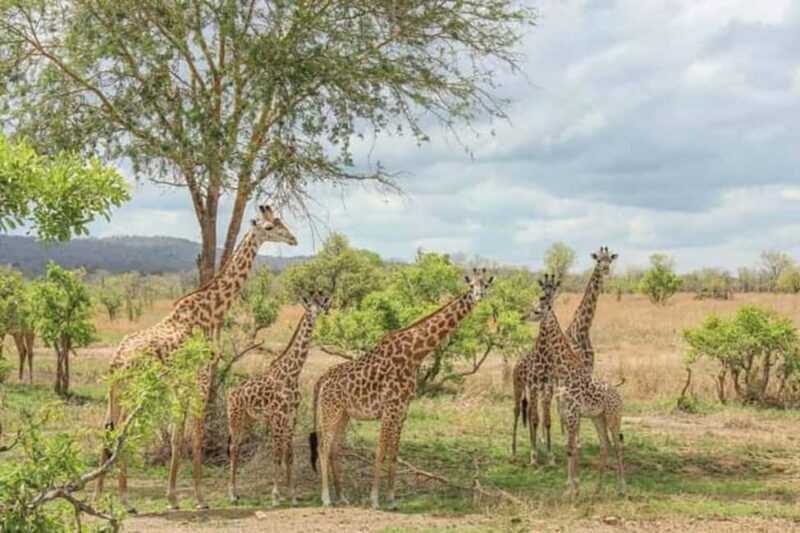 BEST 3-DAY TANZANIA SAFARI TOUR FROM ARUSHA - Who This Tour Is Perfect For