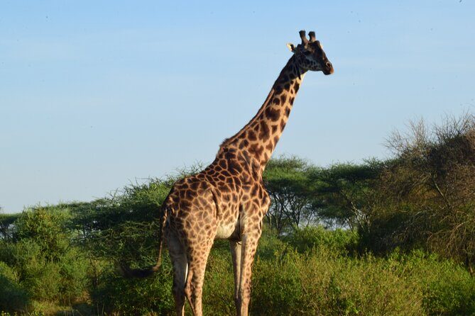 Best 5 days Tanzania midrange group joining safari tour - Day 4: Ngorongoro Crater Full-Day Tour