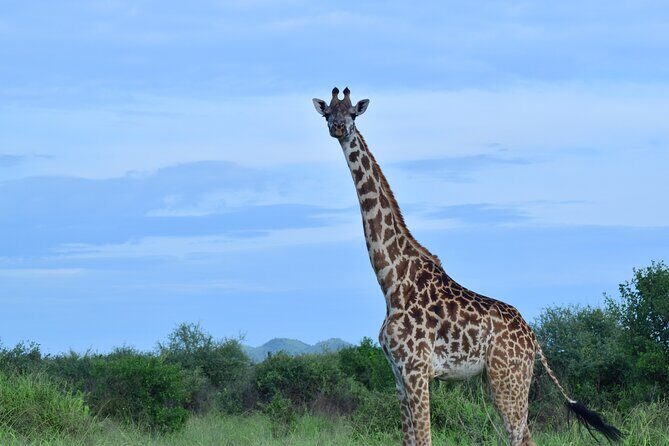 Best 5 days Tanzania midrange group joining safari tour - Transportation and Group Size