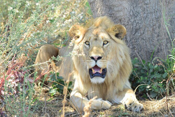 Best 5 Days Tanzania Private Luxury Safari with luxury Lodges - Key Points