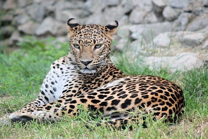 Best 5 Days Tanzania Private Luxury Safari with luxury Lodges - Starting Point: Arusha, Tanzania