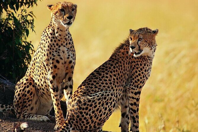 Best 5 Days Tanzania Private Luxury Safari with luxury Lodges - Practical Considerations