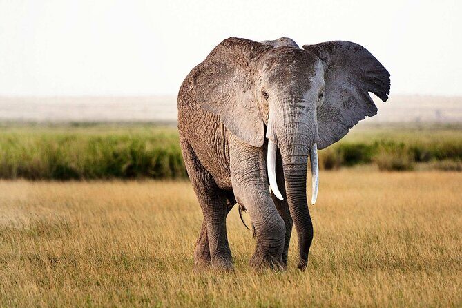 Best 5 Days Tanzania Private Luxury Safari with luxury Lodges - FAQ