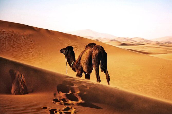 Best 6 days Cairo Luxor, Alexandria ,Egyptian Sahara - Final Thoughts