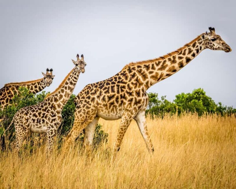 Best 7-Day Private & Luxury Tanzania Safari - Finest Safaris - Key Points