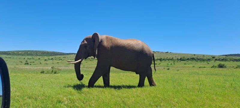 Best Addo Elephant park safari! - Key Points